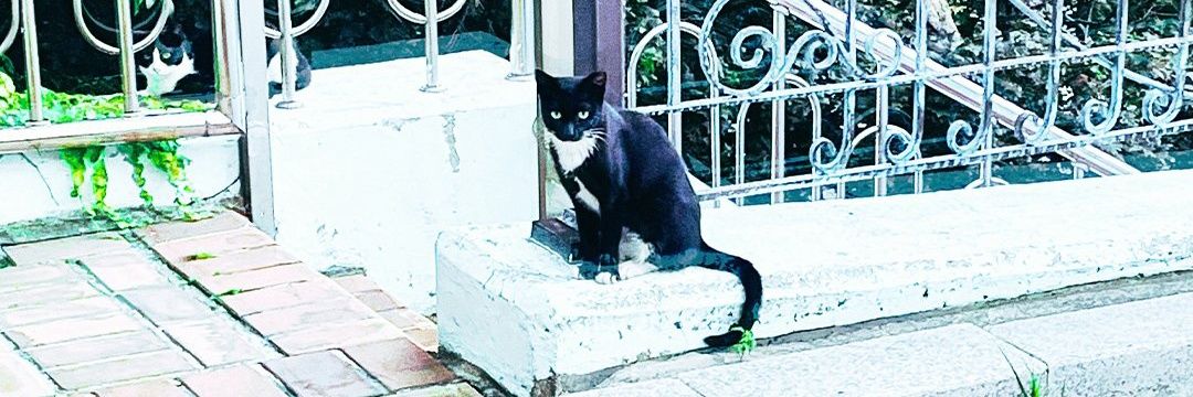 red 👻 semi-ia banner