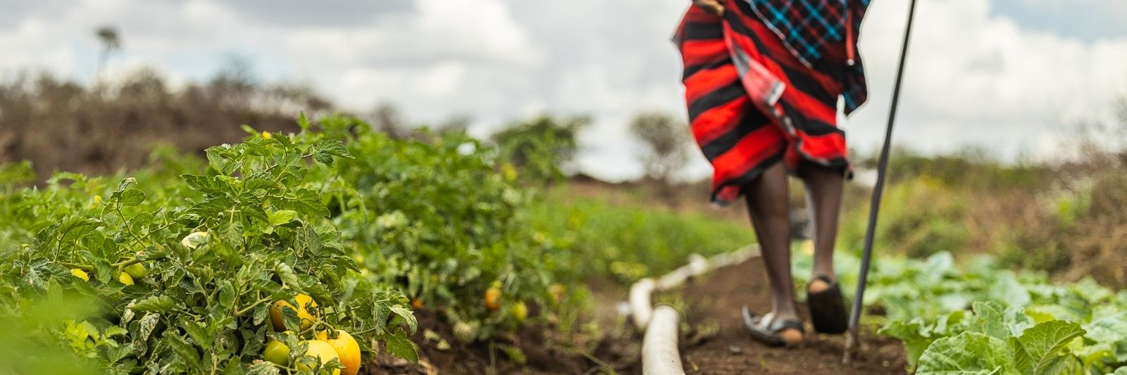 AB Entheos Ltd banner