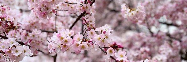 GiuliaMaimone2 Profile Banner