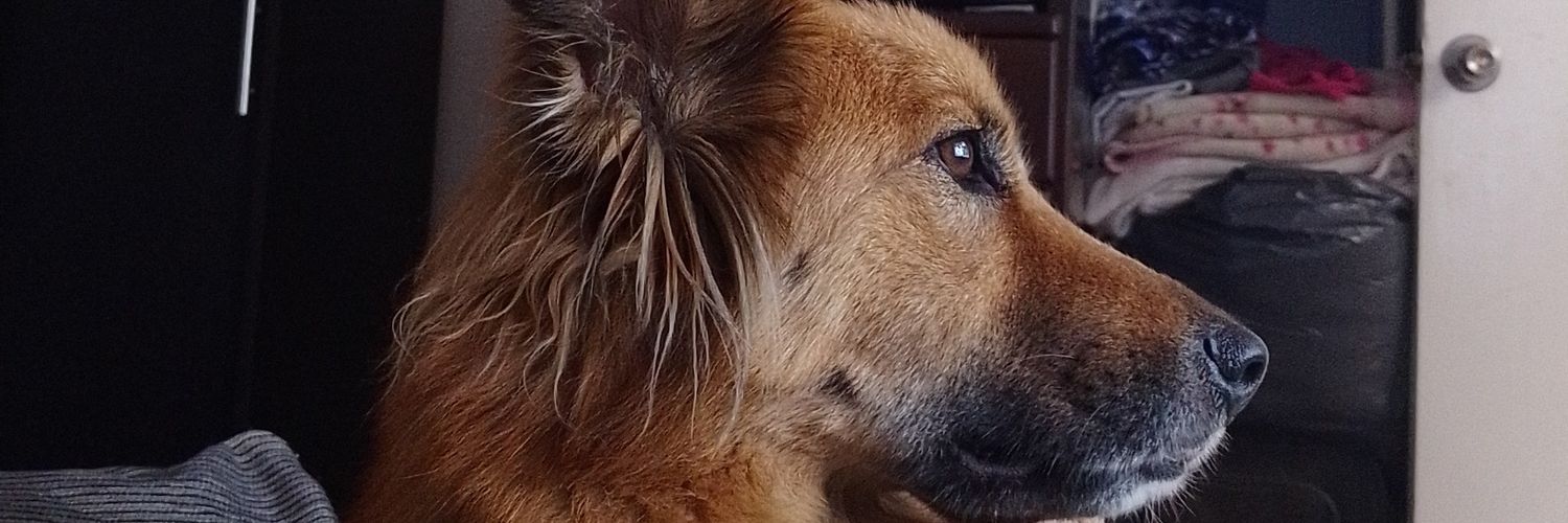 jaah's profile banner image
