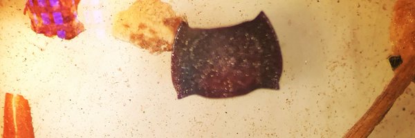 gorgojitosp Profile Banner