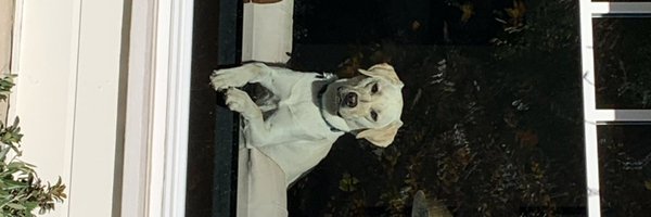 pihaigh Profile Banner