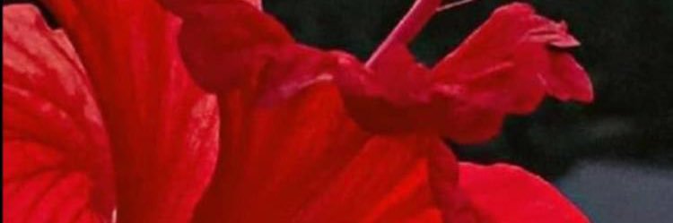 AltafalEssa's profile banner image