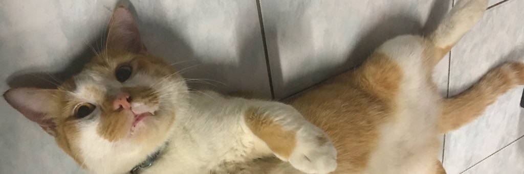 nint5566's profile banner image