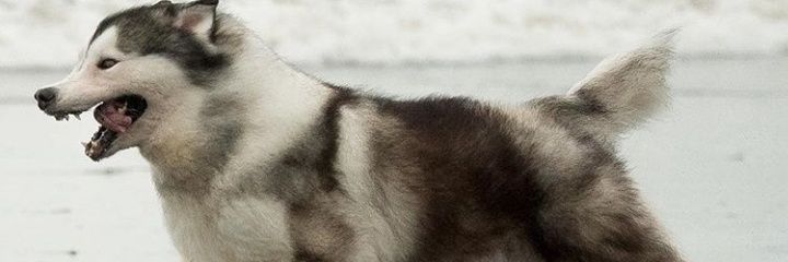 radiatank_'s profile banner image