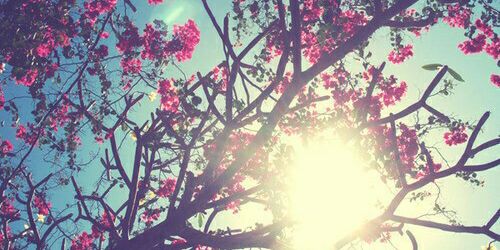 PiiLy♡ banner