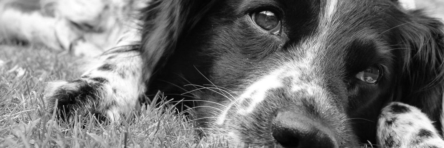 lienfhf's profile banner image