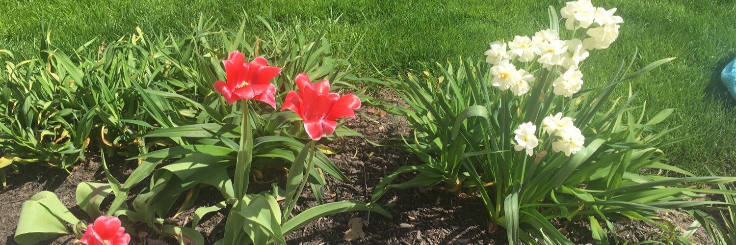 Julie Daubenmire banner