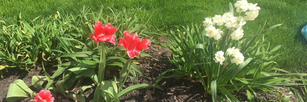 JulieDaub Profile Banner