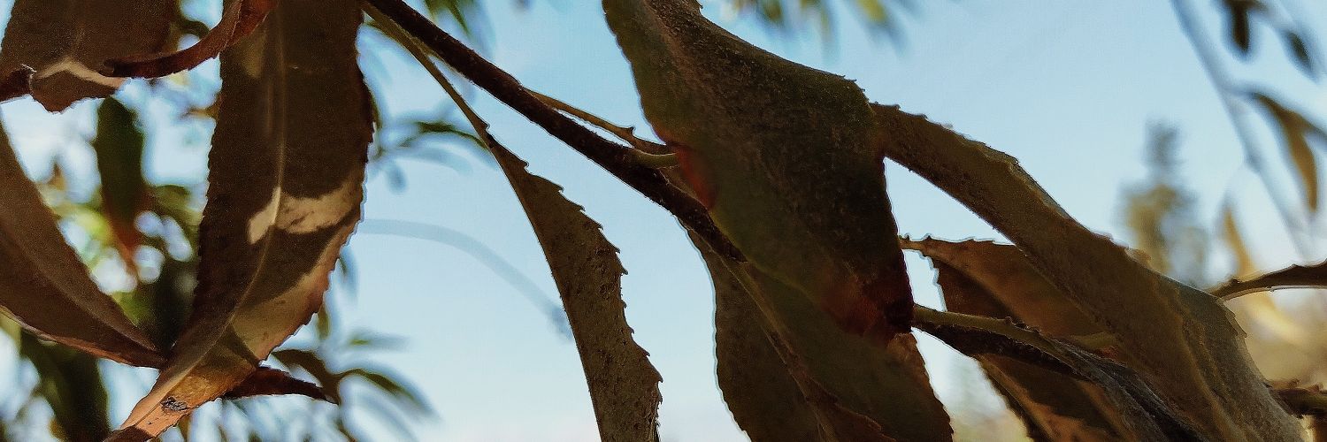 _AiopoE's profile banner image
