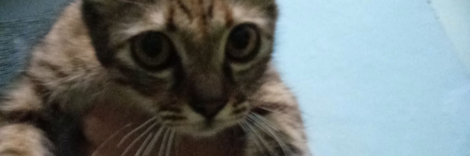 aryy banner