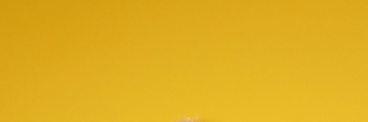 Cambree Creager banner