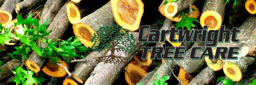 cartwrighttree's profile banner image