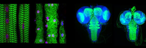 GeisbrechtE_Lab Profile Banner
