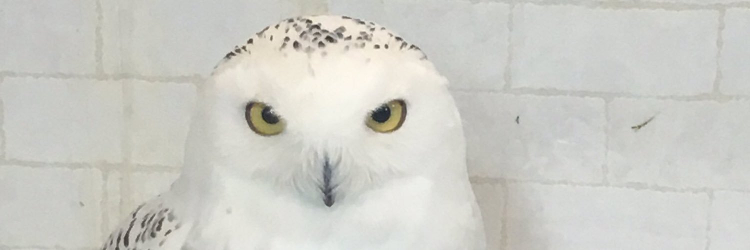 tomo_ss's profile banner image