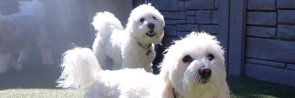 stvojay Profile Banner