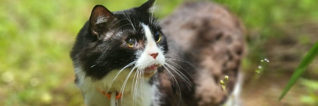 Kuya Orang Kampung banner
