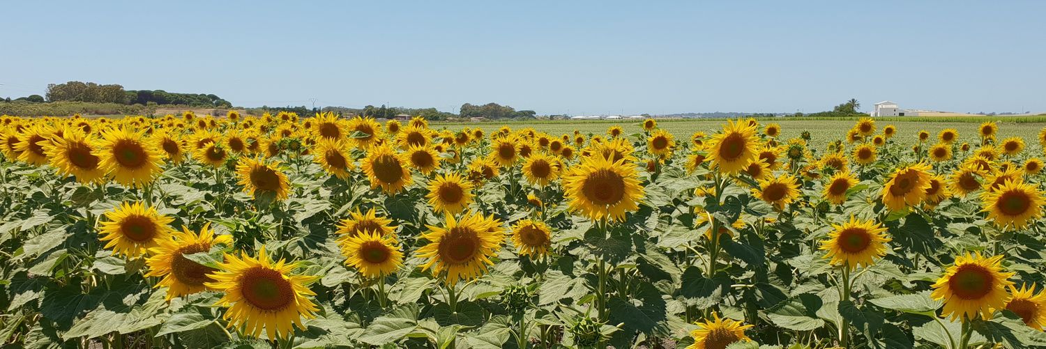 Javier Moyano banner