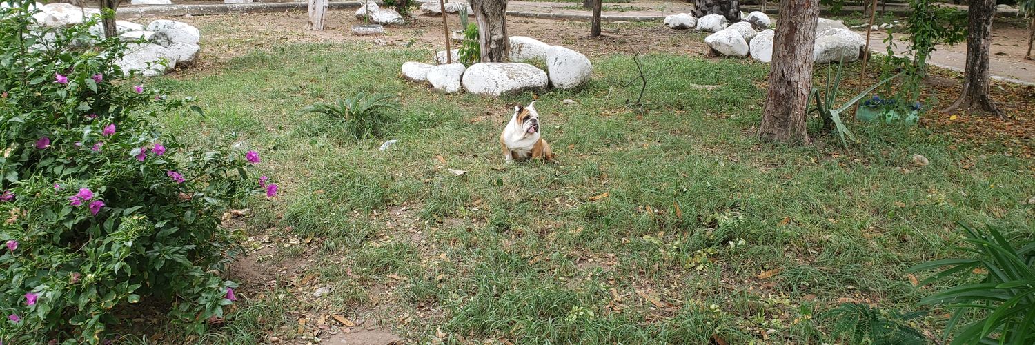 FERNANDAPAPE's profile banner image