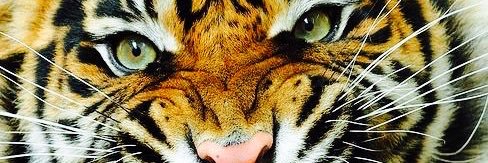 akaalumi's profile banner image