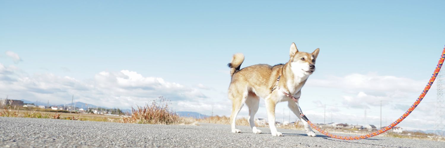 sugipollen's profile banner image