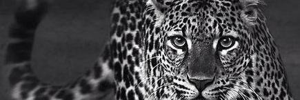 OTimsah's profile banner image