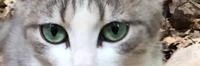 Leslauw's profile banner image