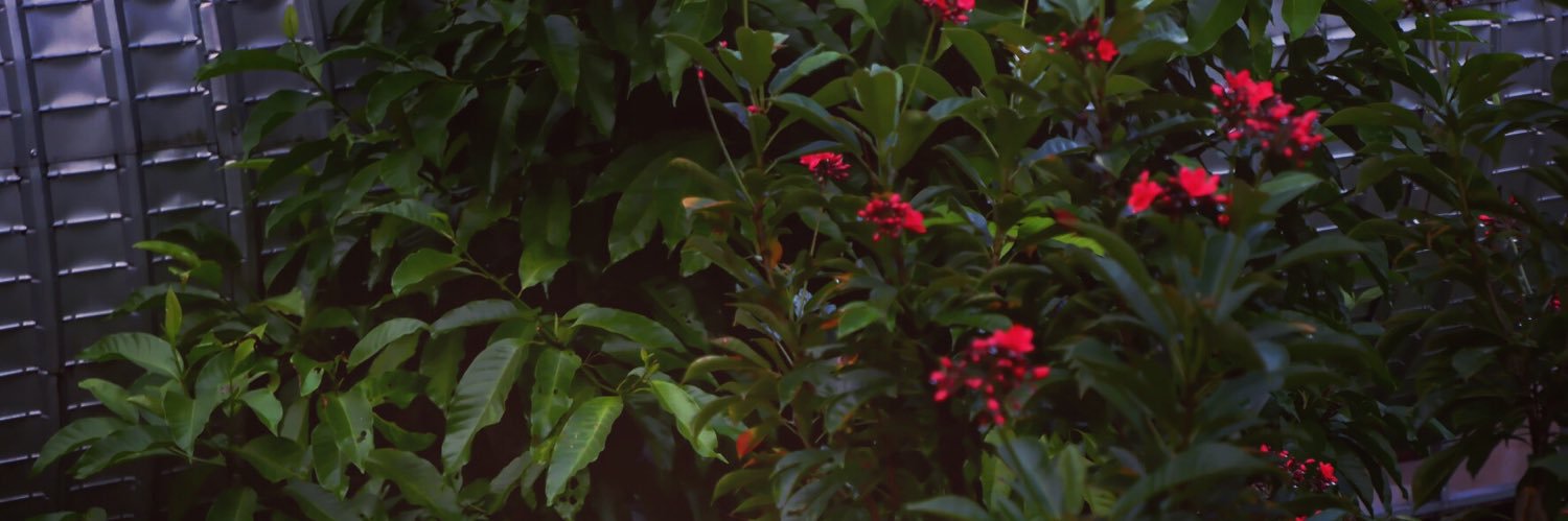 ying_wt's profile banner image