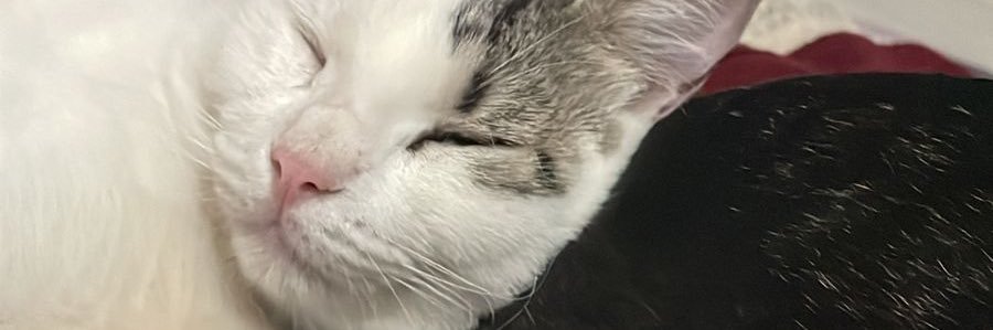 elfobofredo's profile banner image