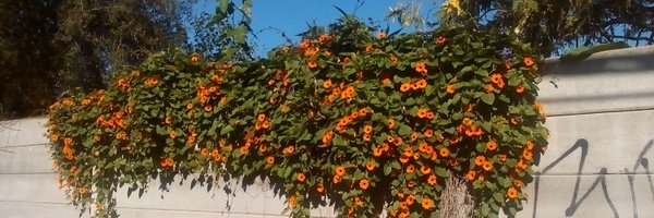 QuinotoDelCielo Profile Banner