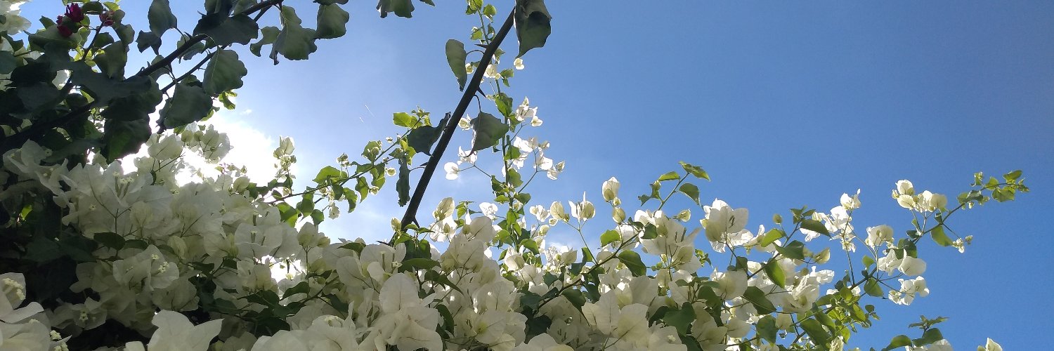 FelicianoSand's profile banner image