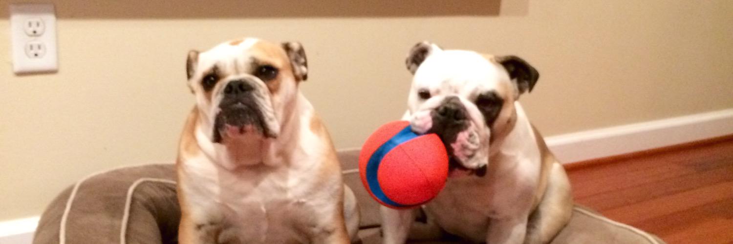Bulldogways's profile banner image
