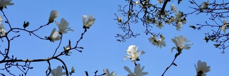 Bᴏsᴛᴇʀ !! banner