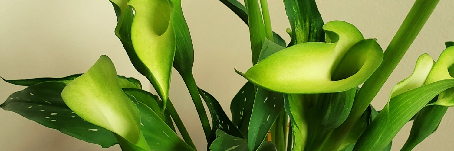 ____Paula "not a genocide supporter"____ banner