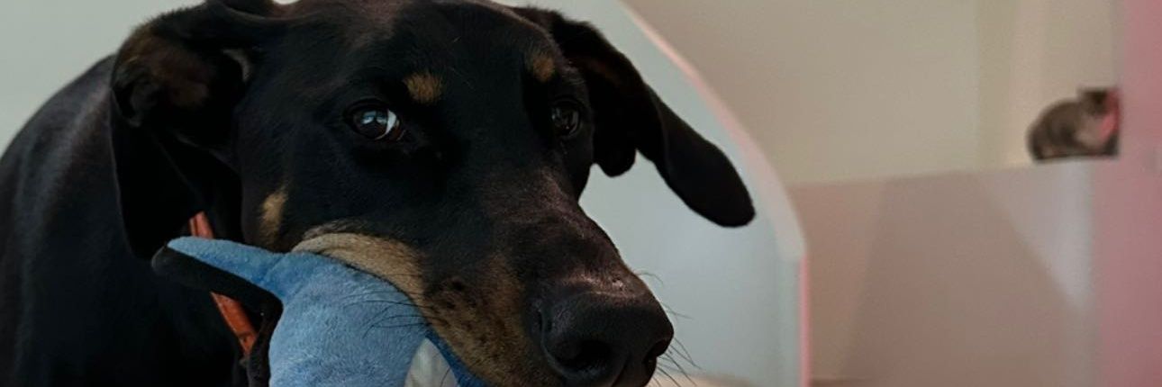 lisacogeme's profile banner image