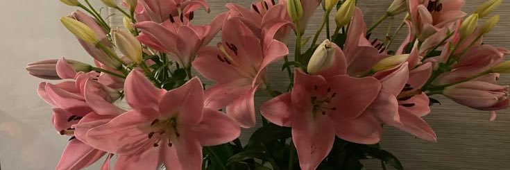 han•. ͡•. banner