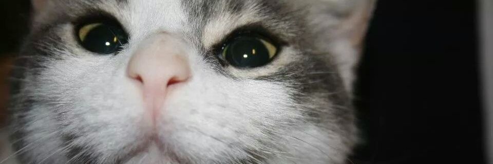 nataliakkaya's profile banner image