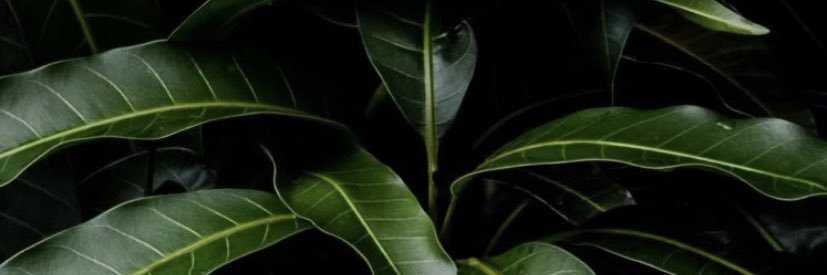 ligoojadyn's profile banner image