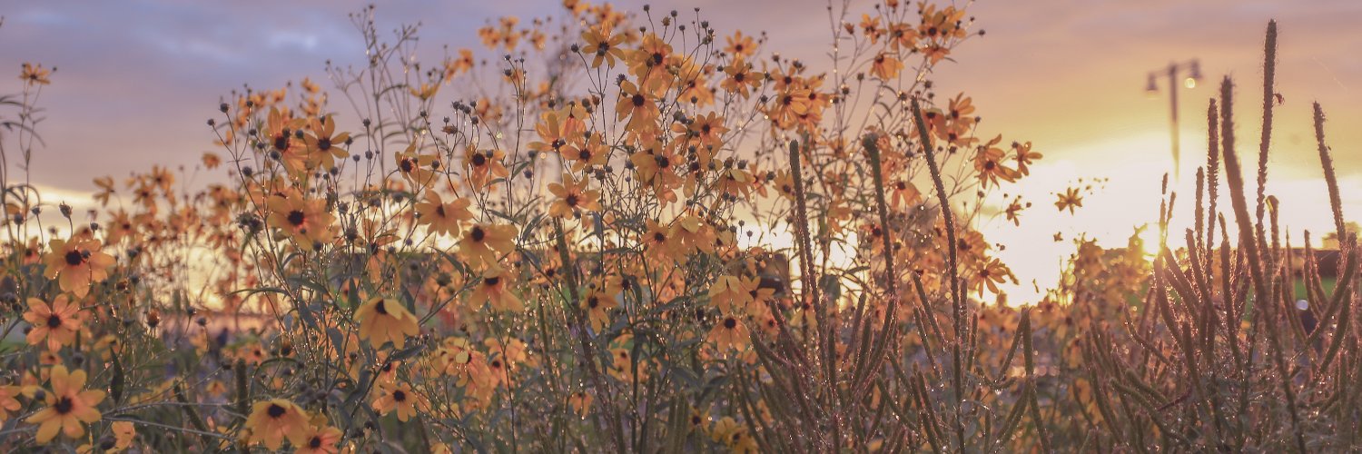 peaceosaurus1's profile banner image