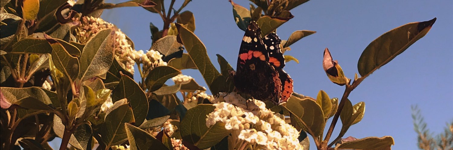 lauralndinez's profile banner image