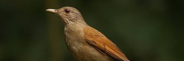 Nattahii Profile Banner