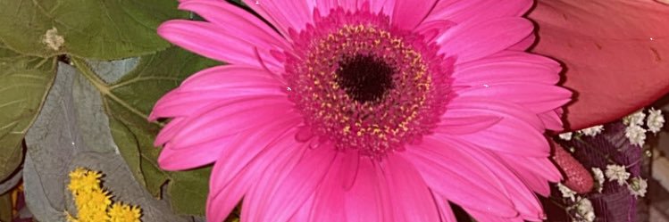 _ssteella's profile banner image