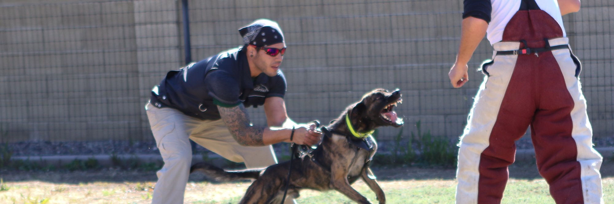 Proving Ground Kennels banner