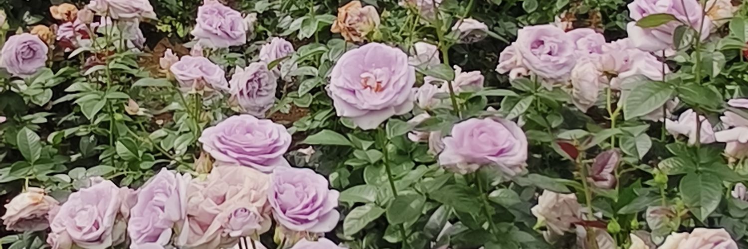 como_aimai's profile banner image