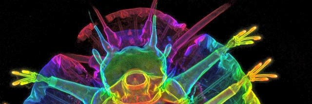 tardigrade45's profile banner image