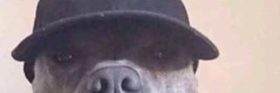 Rexnjandini's profile banner image