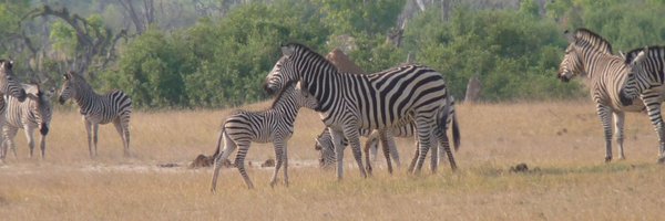 JouanguyE Profile Banner