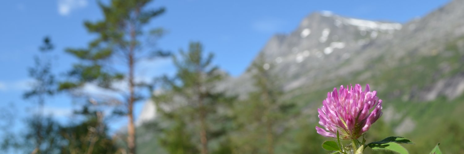 ASICS - Cold region invasions banner