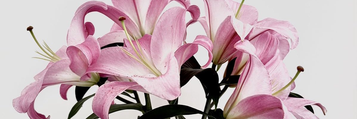 fairymilk777's profile banner image