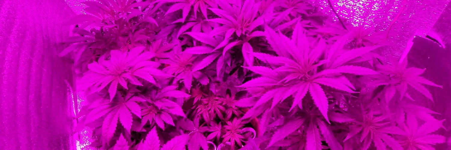 •Saabrii🍷 banner